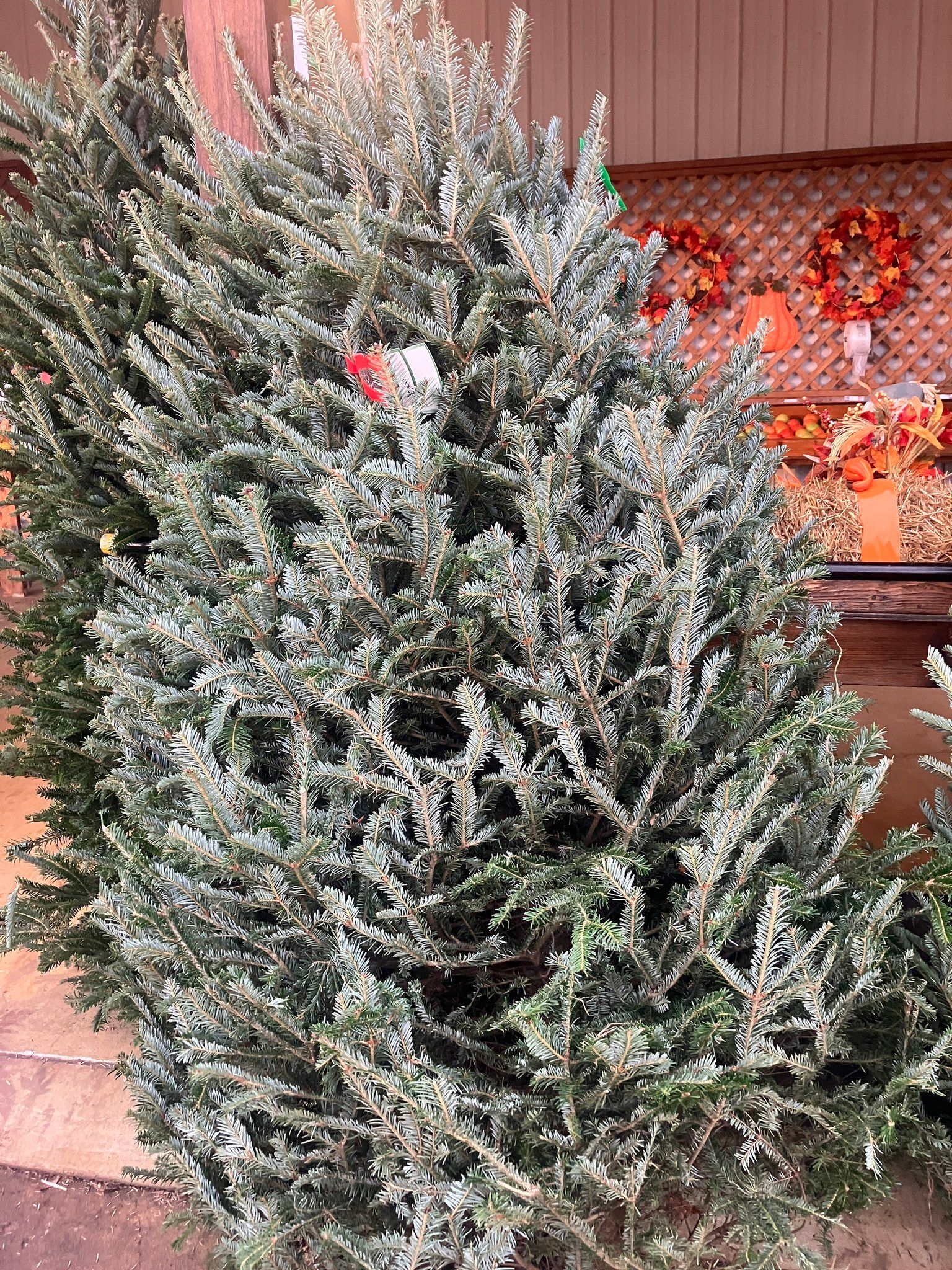 A close up of a christmas tree with decorations on it.