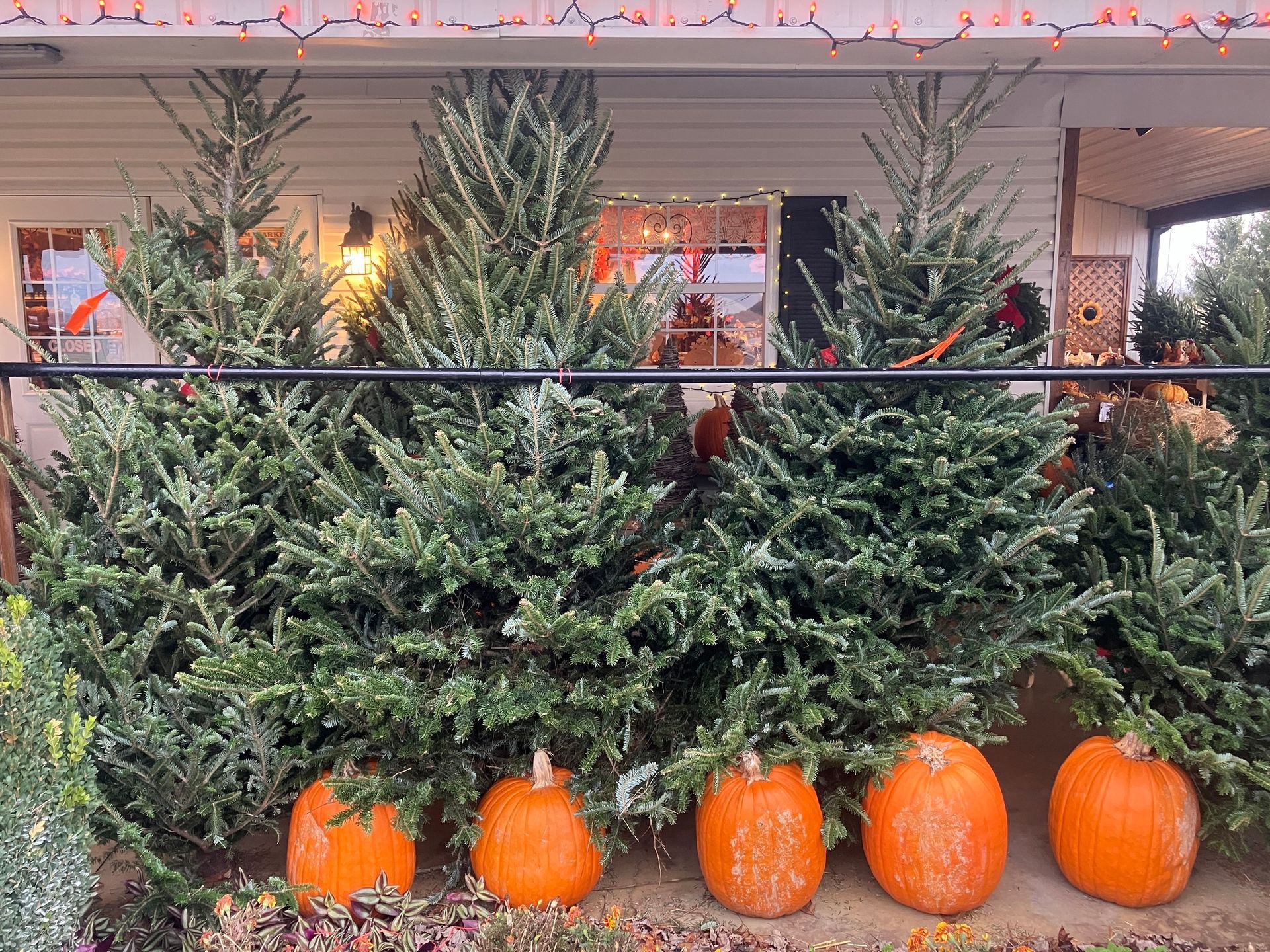 A row of pumpkins and christmas trees in front of a house.