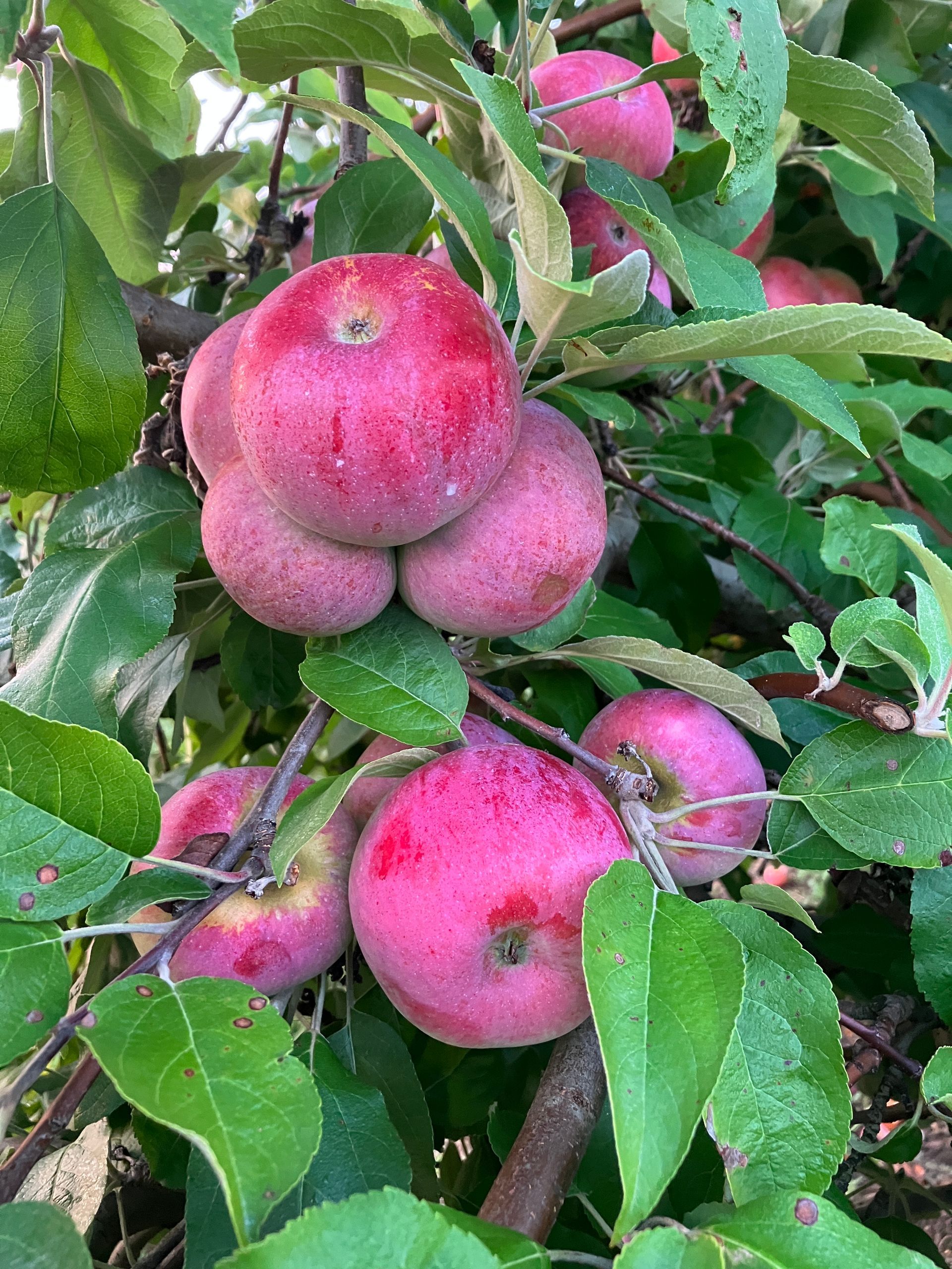 A bunch of pink apples are growing on a tree.