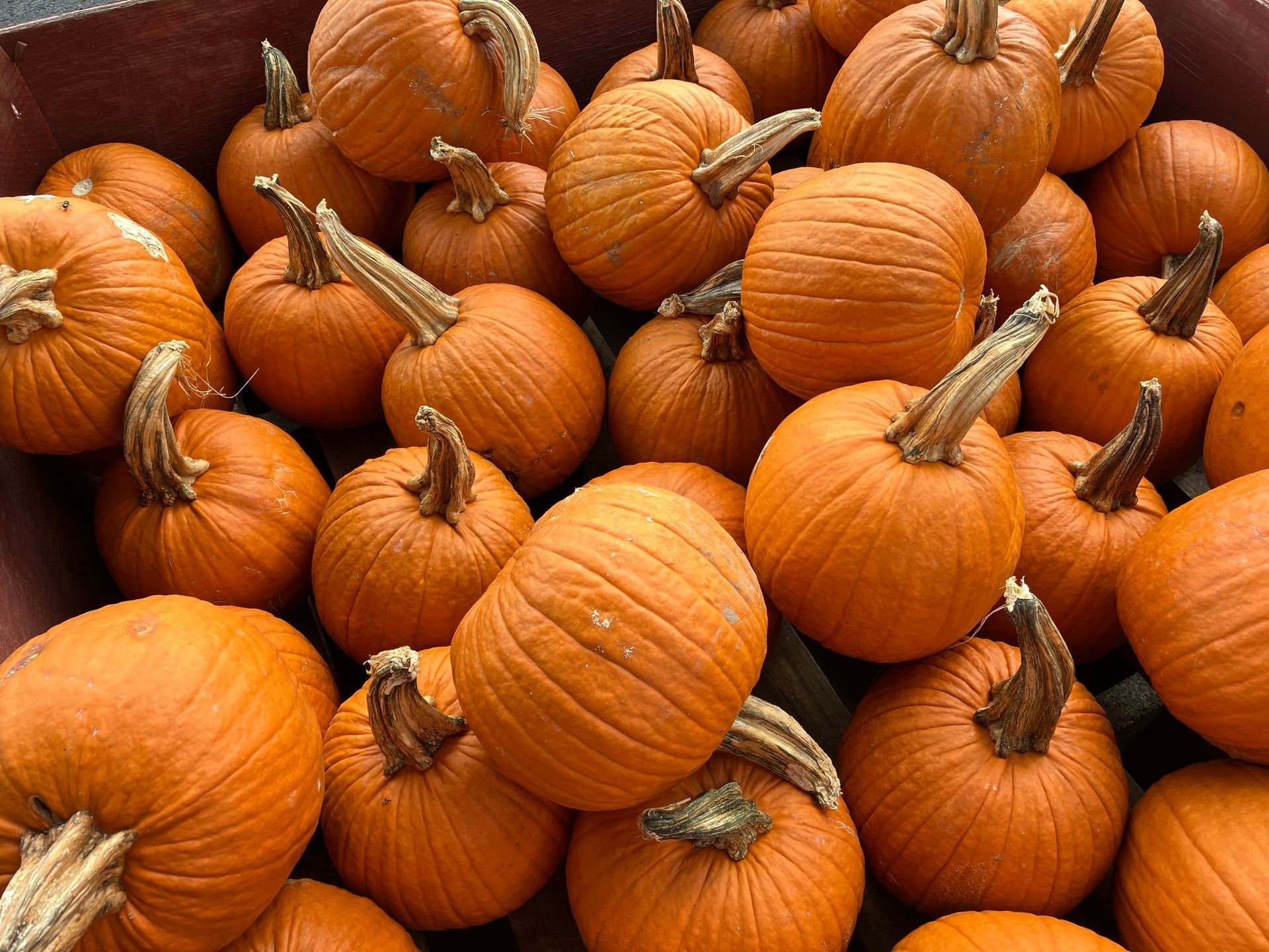 A bunch of pumpkins are stacked on top of each other