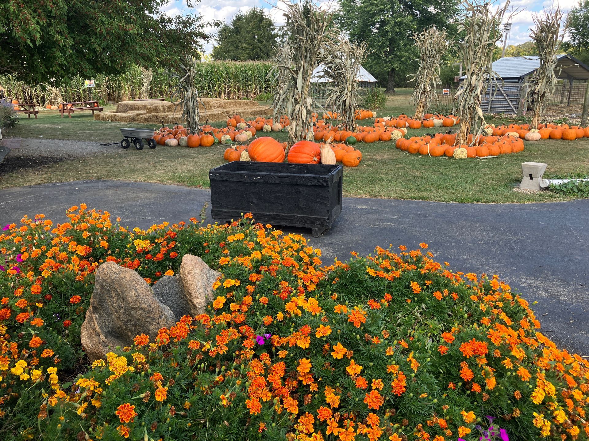 A bunch of pumpkins are sitting on top of a trunk in a pumpkin patch.