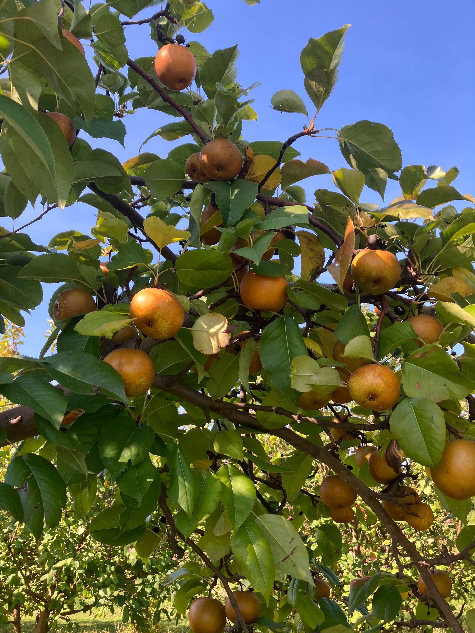 A bunch of apples are hanging from a tree