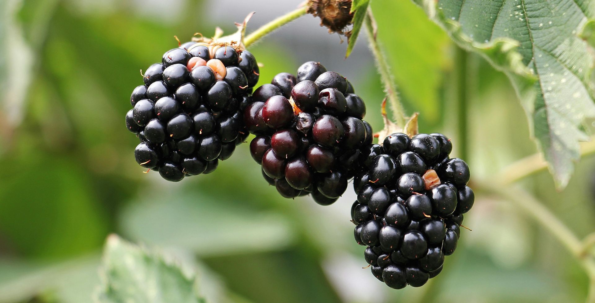 Three blackberries are growing on a tree branch.