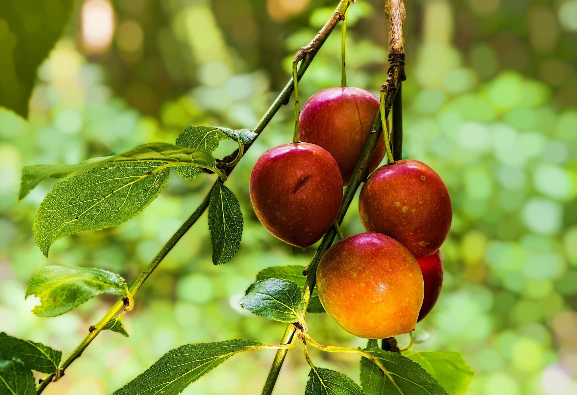 A bunch of cherries are hanging from a tree branch.