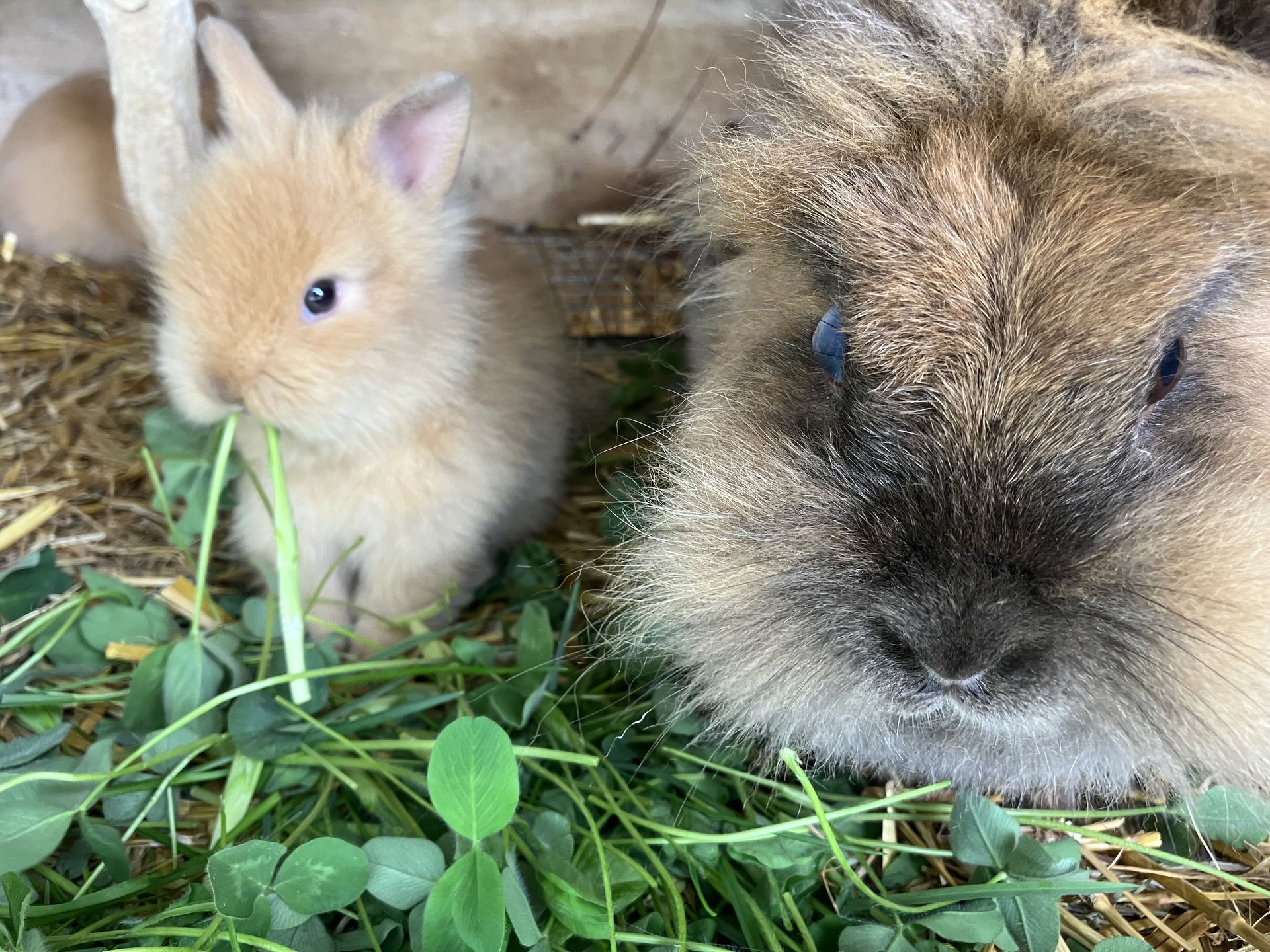 A guinea pig and a baby rabbit are eating grass together.