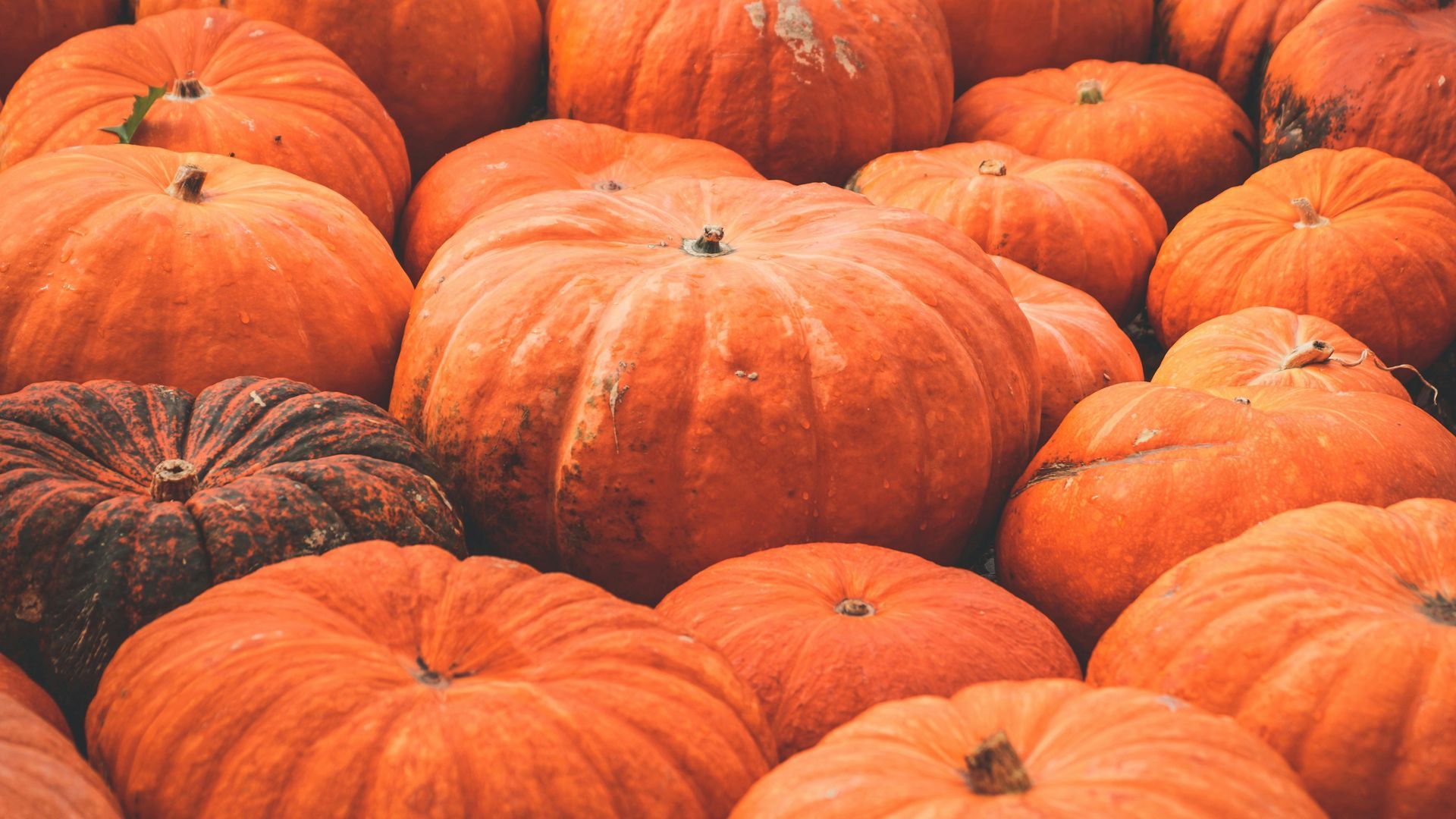 A bunch of pumpkins are sitting on top of each other on a table.