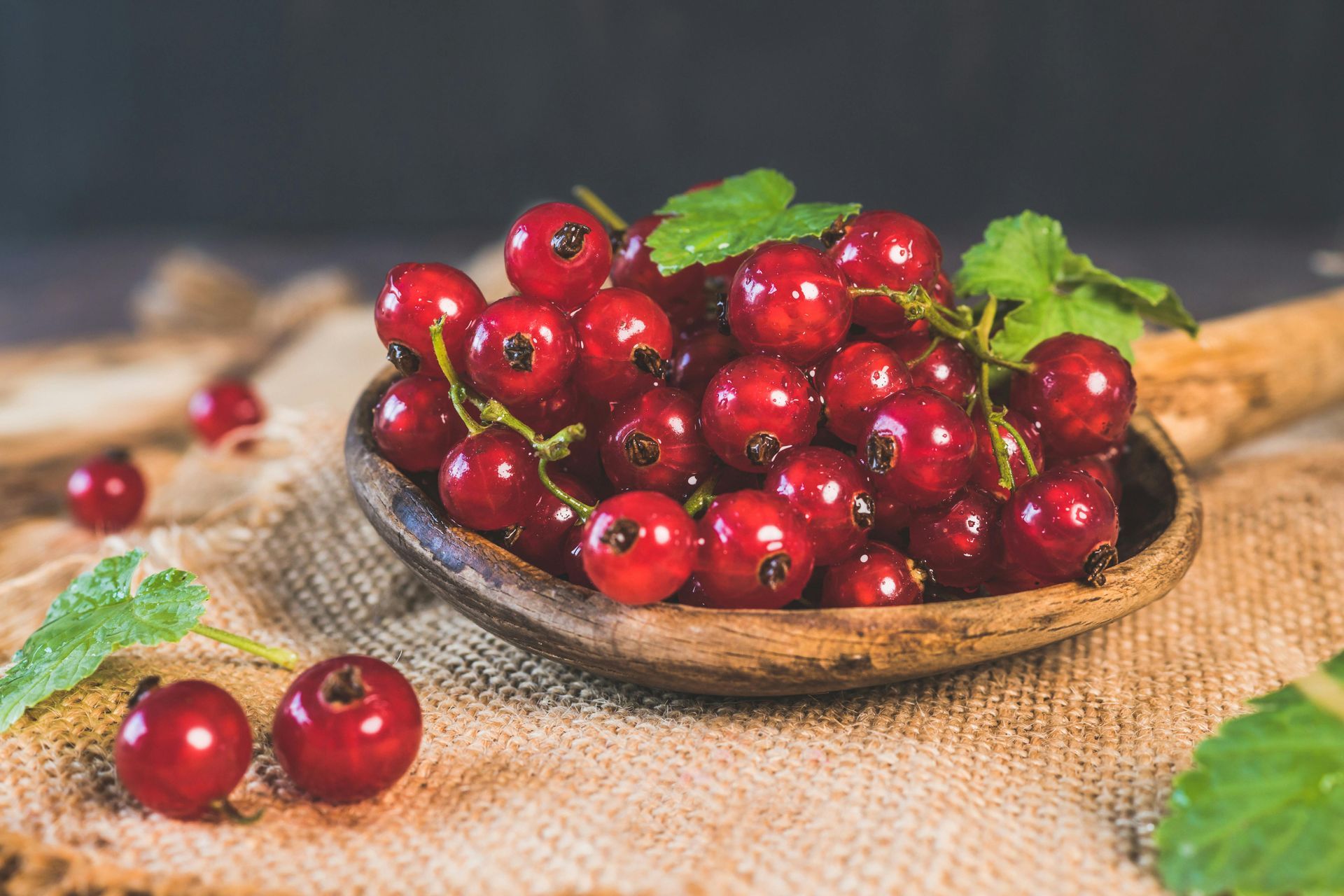 A wooden spoon filled with red currants on a table.
