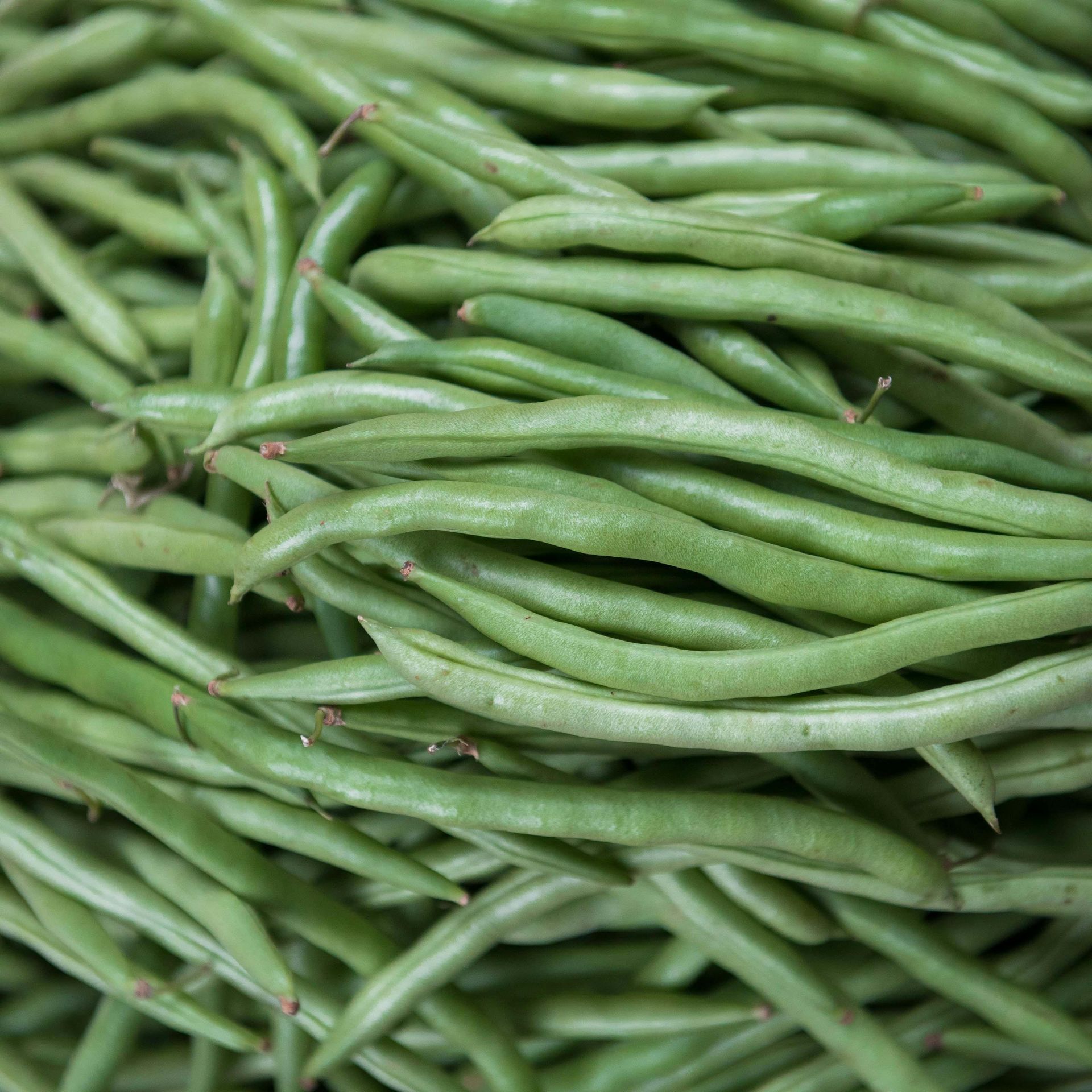 A close up of a pile of green beans.