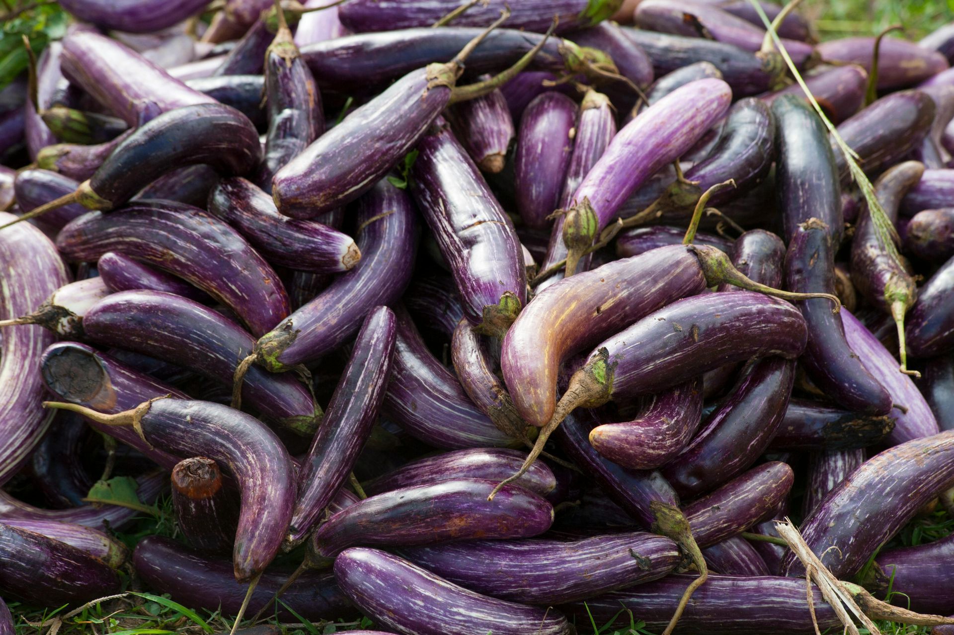 A pile of purple eggplant is sitting on the ground.