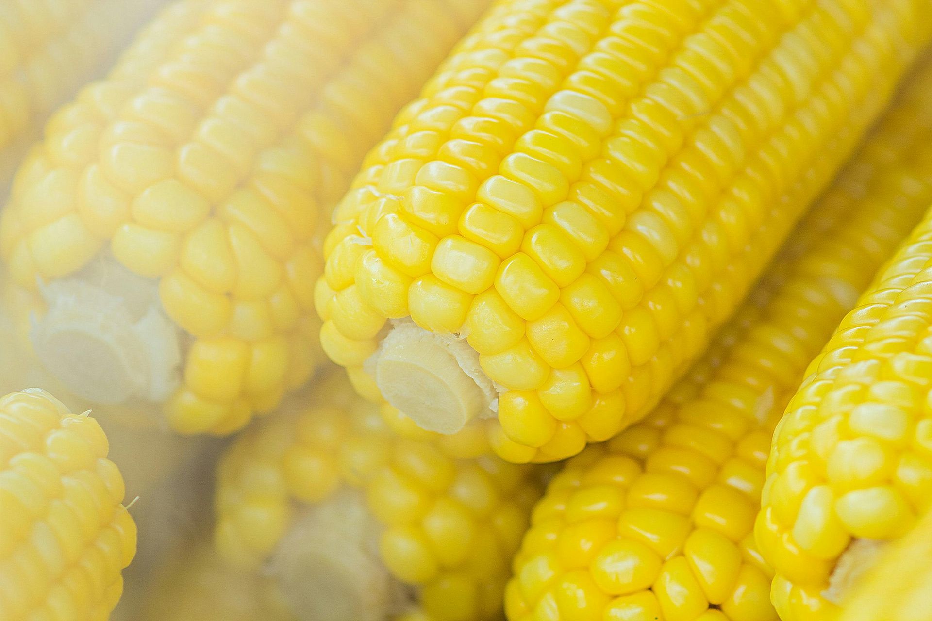 A close up of corn on the cob with steam coming out of it.