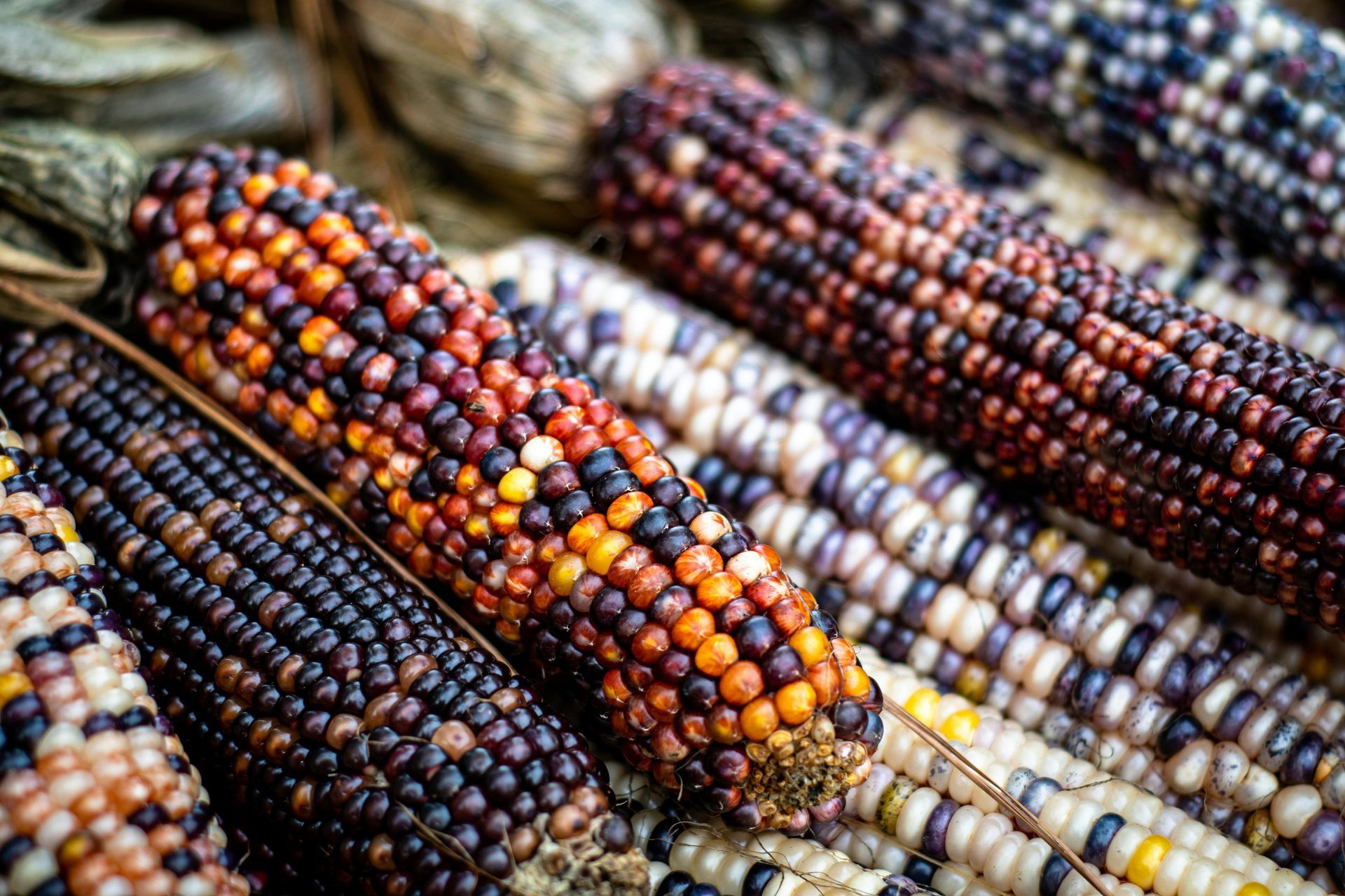 A close up of a bunch of different colored corn on the cob.