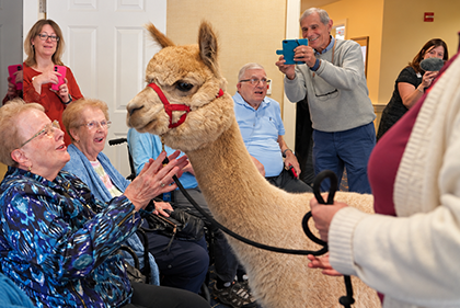 Group of Windsor Place residents enjoying a visit from an alpaca.
