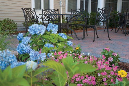 Hydrangeas on the outside patio