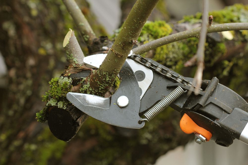 A Person is Cutting a Tree Branch With a Pair of Scissors — All Australian Tree & Palm Services In Mount Coolum, QLD
