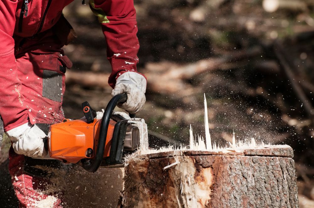 A Person is Cutting a Tree Stump With a Chainsaw — All Australian Tree & Palm Services In Mount Coolum, QLD
