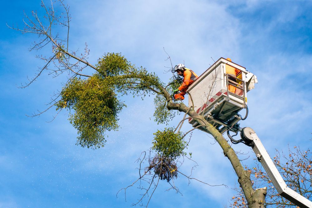 A Man is Cutting a Tree With a Chainsaw From a Crane — All Australian Tree & Palm Services In Mount Coolum, QLD