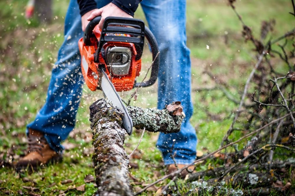 A Man is Cutting a Tree Branch With a Chainsaw — All Australian Tree & Palm Services In Mount Coolum, QLD
