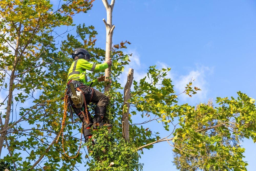 A Man is Climbing a Tree With a Chainsaw — All Australian Tree & Palm Services In Mount Coolum, QLD