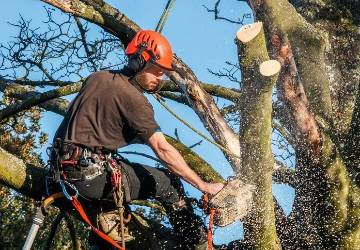 A Man is Cutting a Tree Branch With a Chainsaw — All Australian Tree & Palm Services In Mount Coolum, QLD