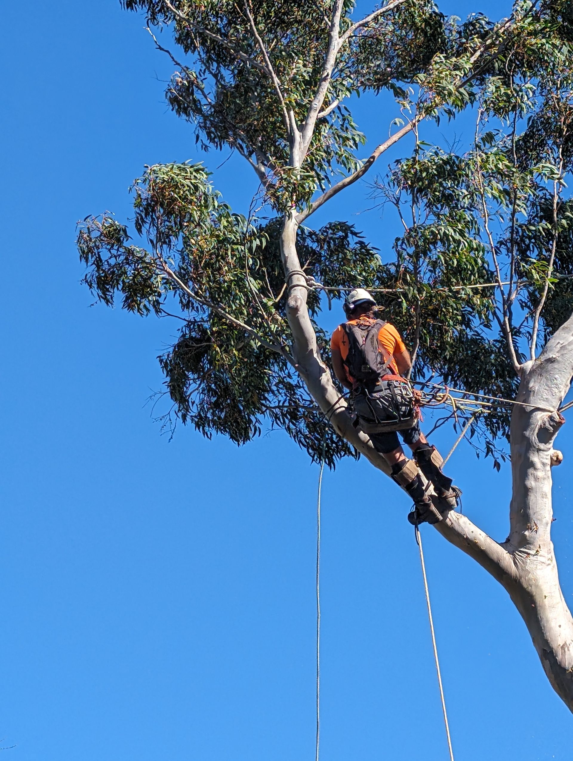 Arborist in orange gear using ropes while working high in a tree against a blue sky — All Australian Tree & Palm Services In Mount Coolum, QLD