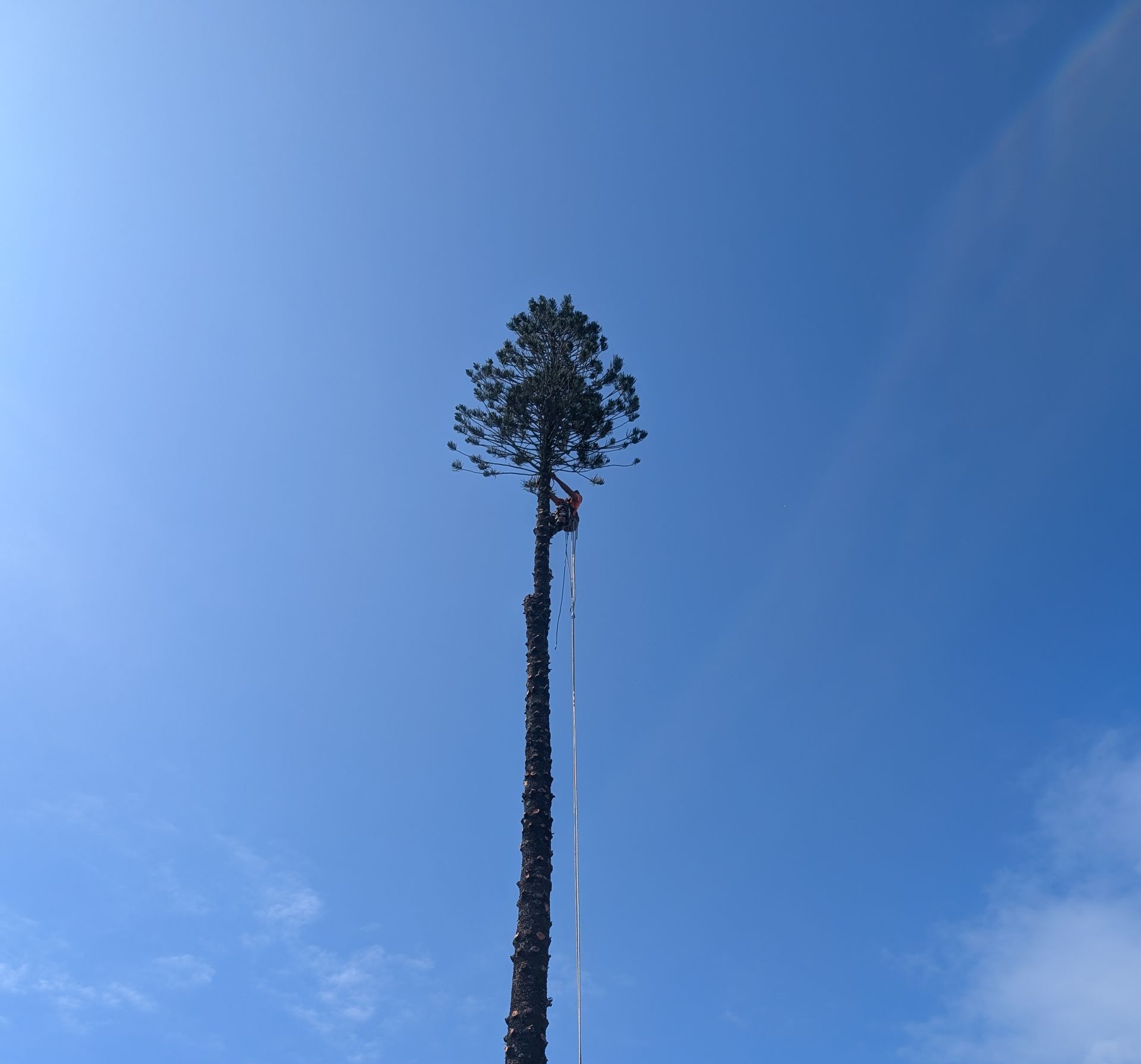 Tall lone tree silhouetted against a clear blue sky — All Australian Tree & Palm Services In Mount Coolum, QLD