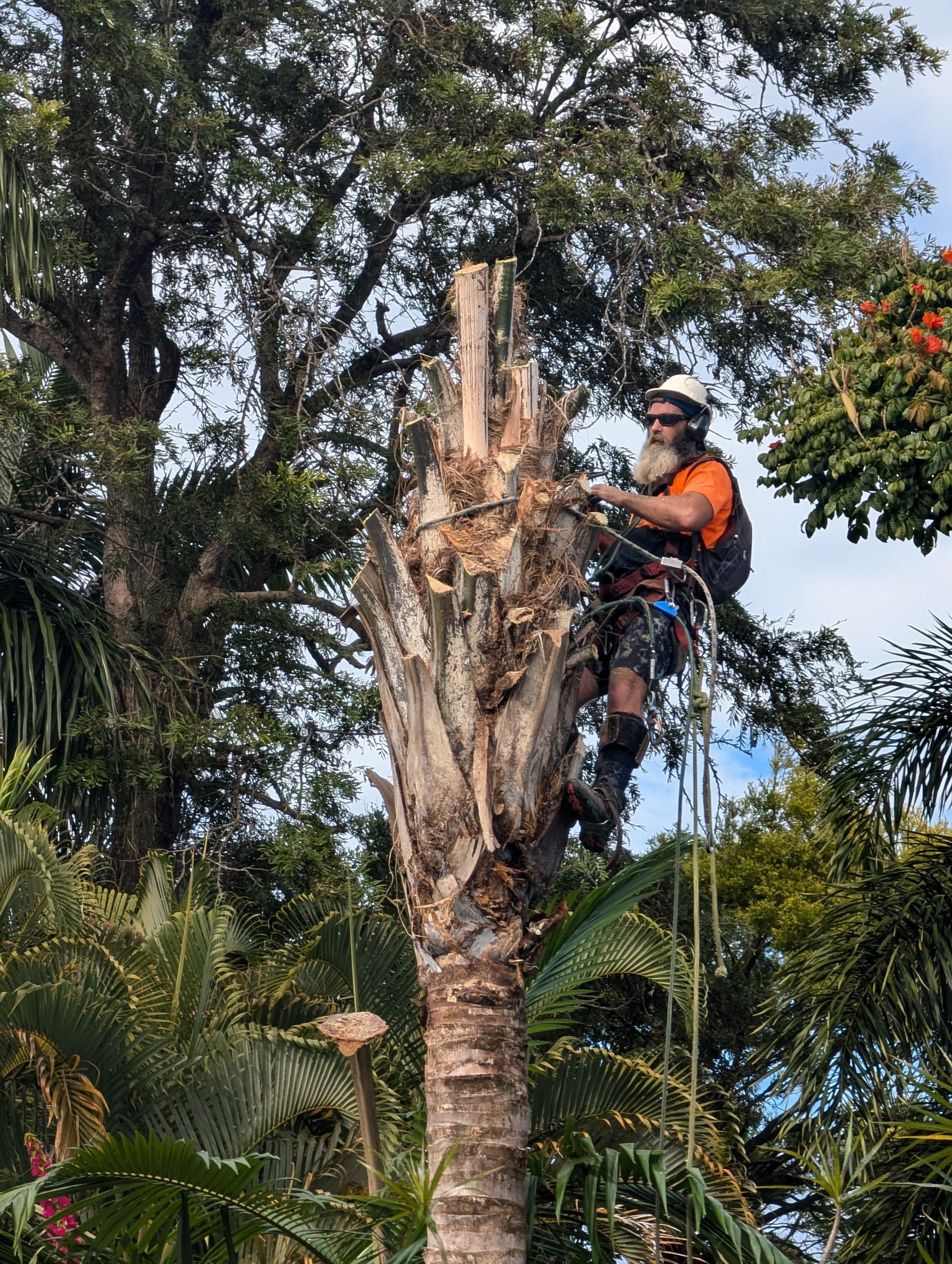 Arborist in orange helmet trims a tall tree above dense tropical foliage. — All Australian Tree & Palm Services In Mount Coolum, QLD