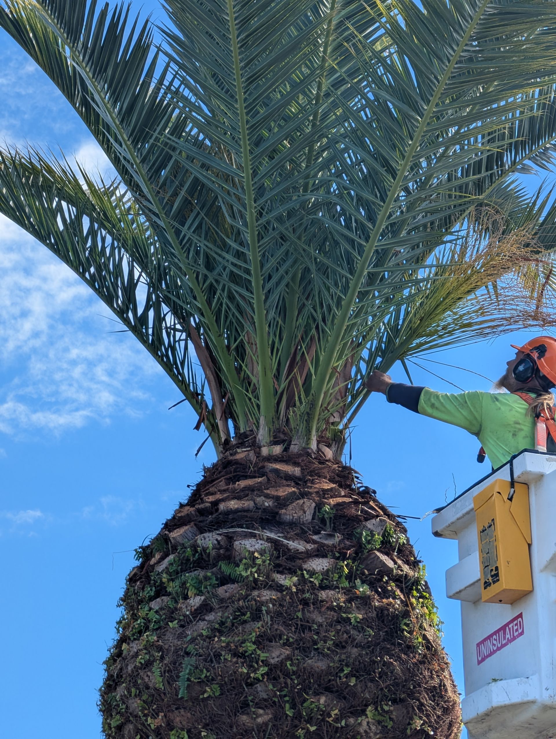 Worker in a bucket truck trims a palm tree against a blue sky. — All Australian Tree & Palm Services In Mount Coolum, QLD