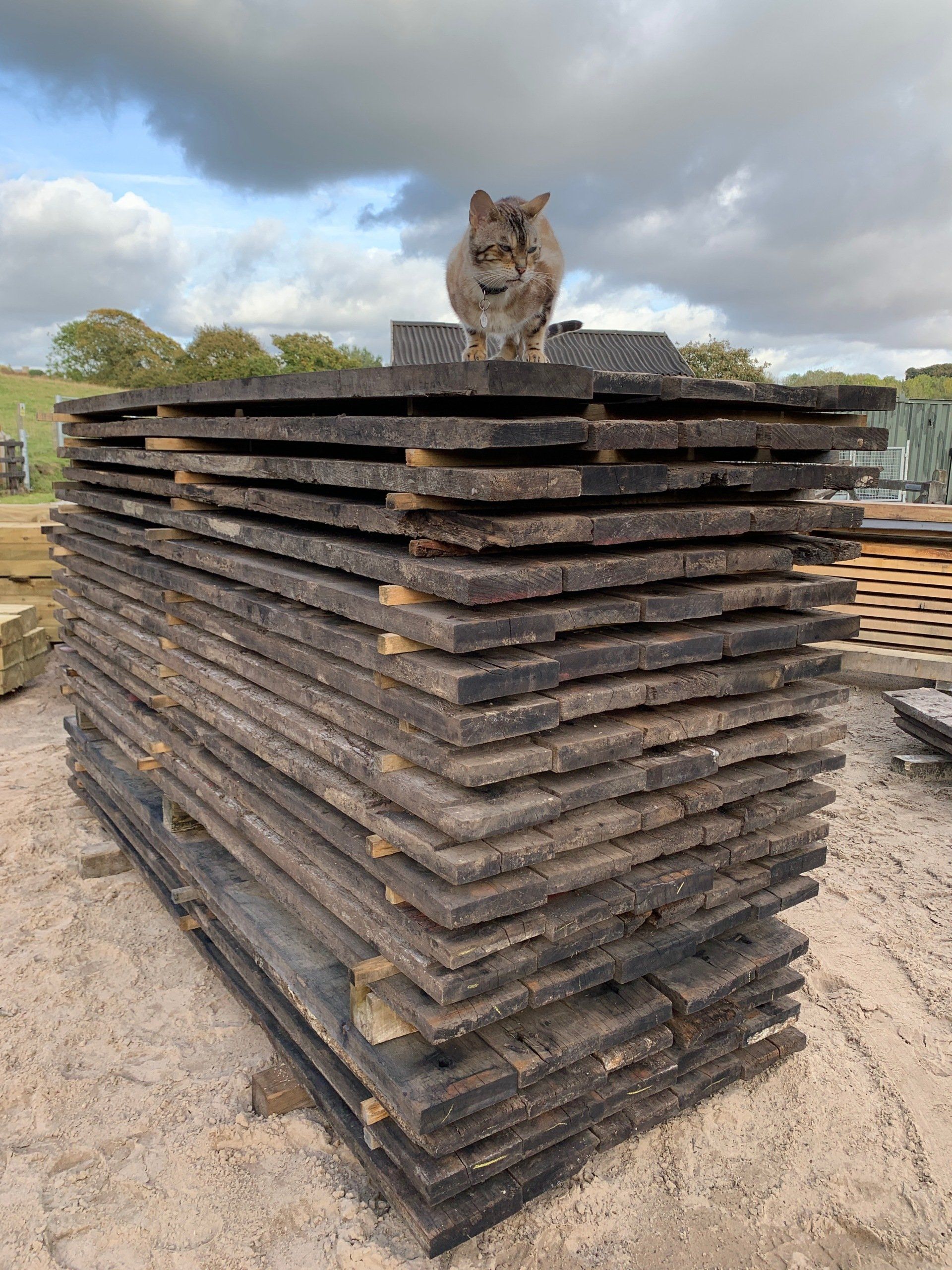 wagon boards