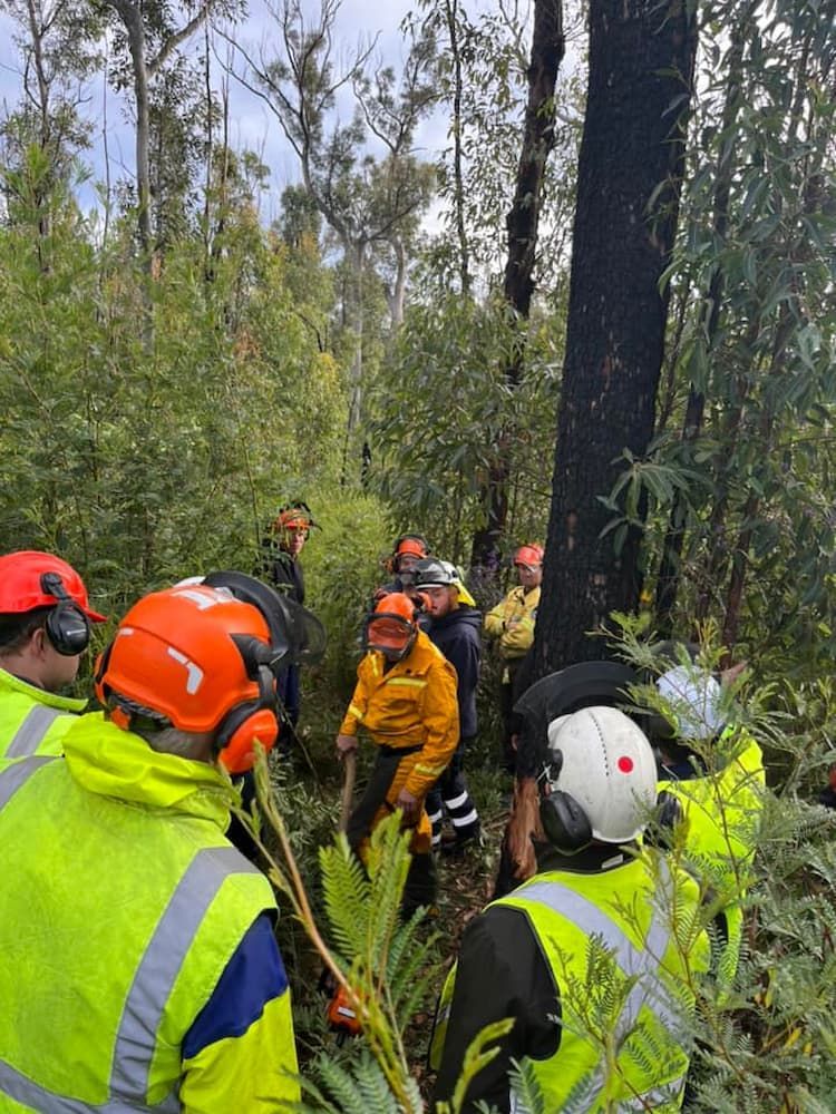 A Group of People Are Standing in the Woods Near a Tree — BeCivil in Tomerong, NSW