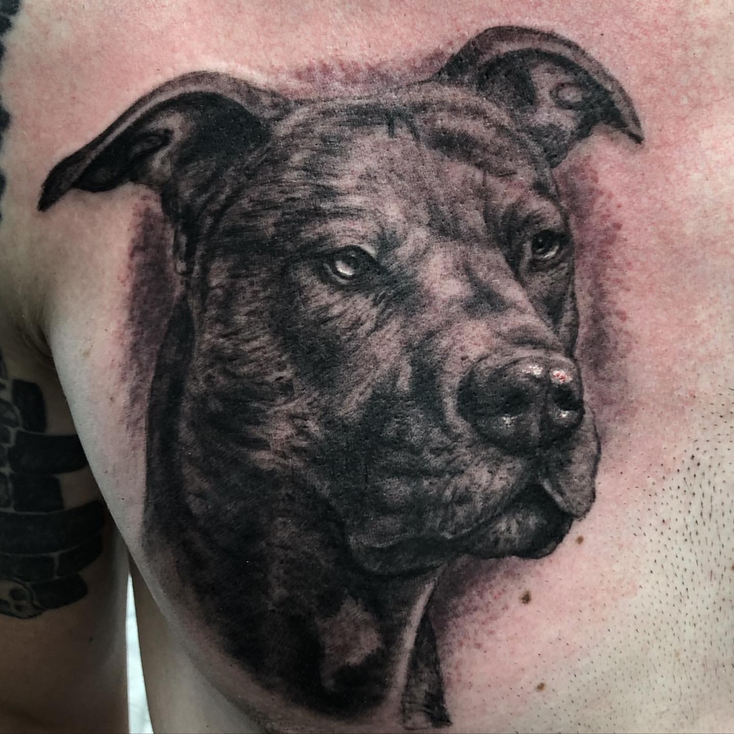 Dog Portrait Tattoo by Steve Hayes at Black Gold Tattoo Co in Edmonton Alberta Canada