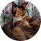 Eine dreifarbige Katze hat sich in einem gemütlichen Korb zusammengerollt und schaut in die Kamera.