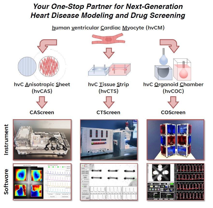 Heart Disease Modeling and Drug Screening
