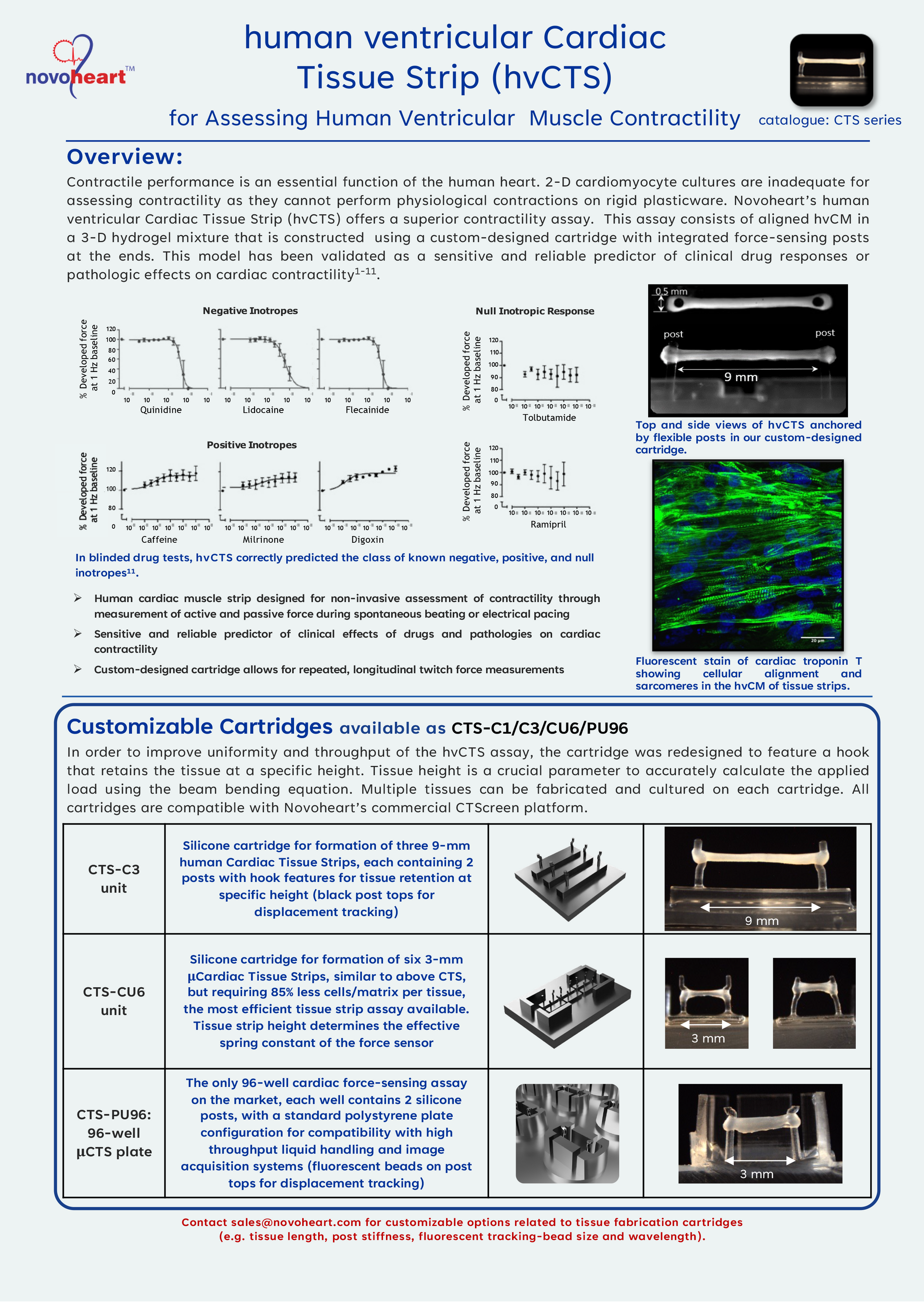human ventricular cardiac tissue strip hvCTS