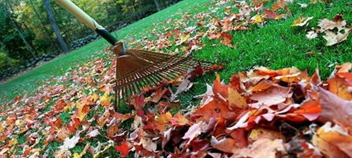 A rake is sitting on top of a pile of leaves on the grass.