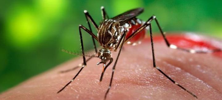 A mosquito is biting a person 's hand.