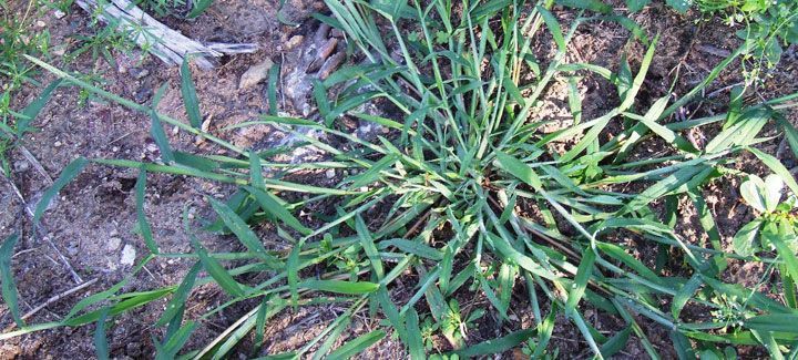 A close up of a grass plant growing out of the ground.