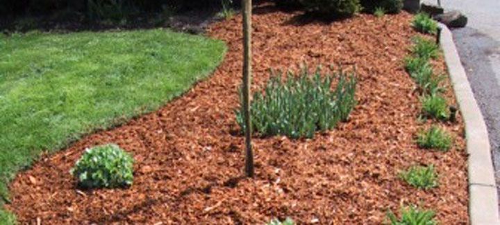 A tree is sitting in a bed of mulch next to a lush green lawn.