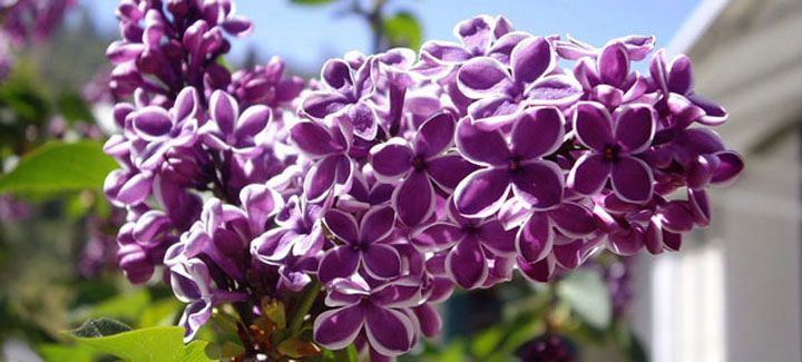 A bunch of purple flowers are growing on a tree.