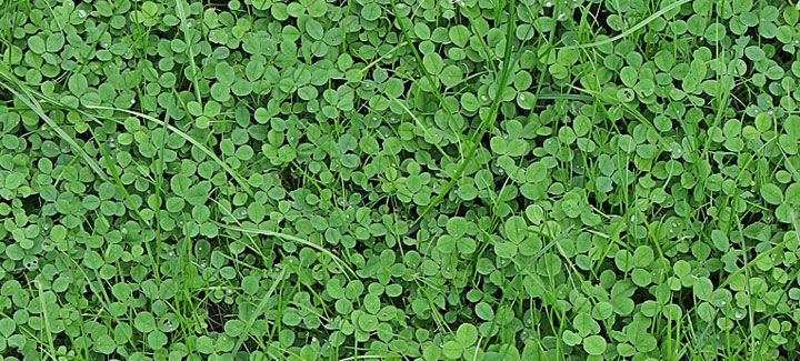 A close up of a field of green clovers growing in the grass.