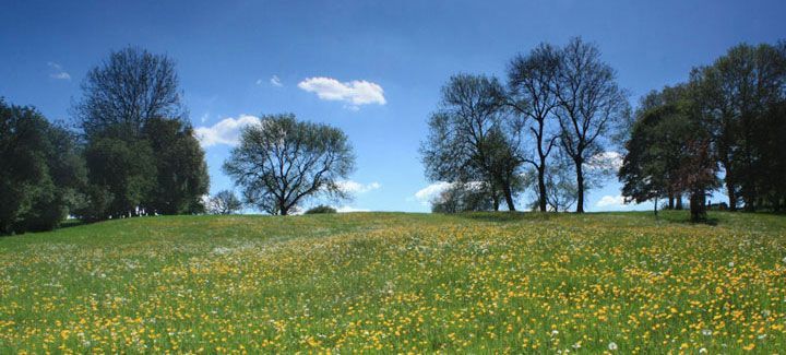 A field of flowers with trees in the background on a sunny day.