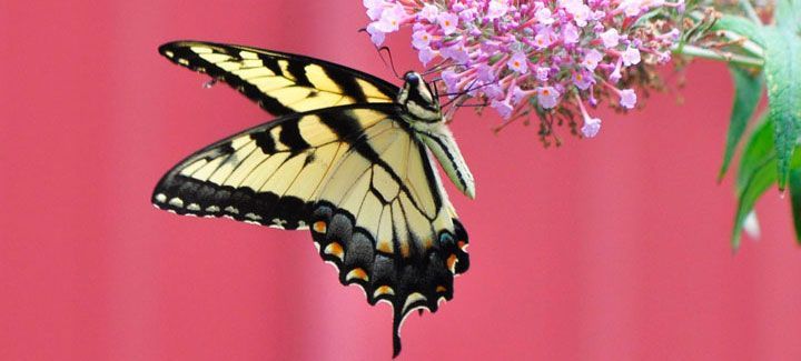 A yellow and black butterfly is sitting on a pink flower.