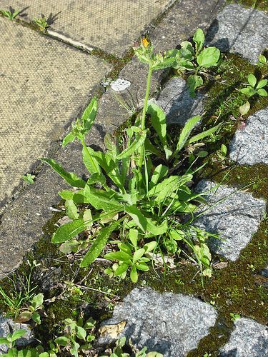 A small plant is growing out of the sidewalk.