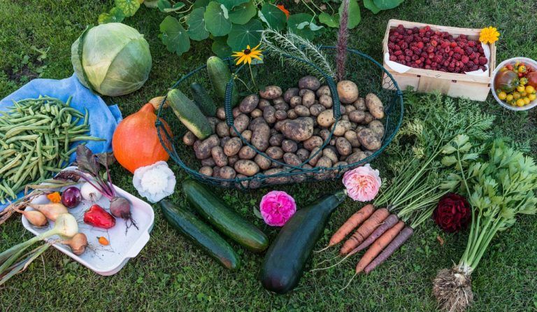 A variety of vegetables are sitting on top of a lush green field.