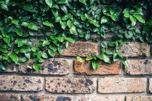 A brick wall with green leaves growing on it.