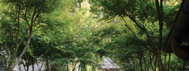 A lush green forest with trees and a gazebo in the background.