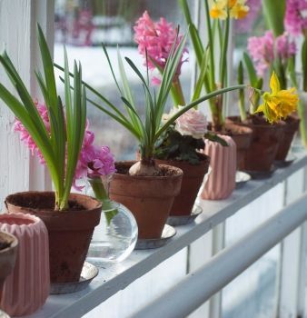 A row of potted plants on a window sill