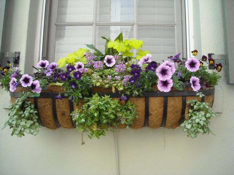 A window box filled with purple and yellow flowers