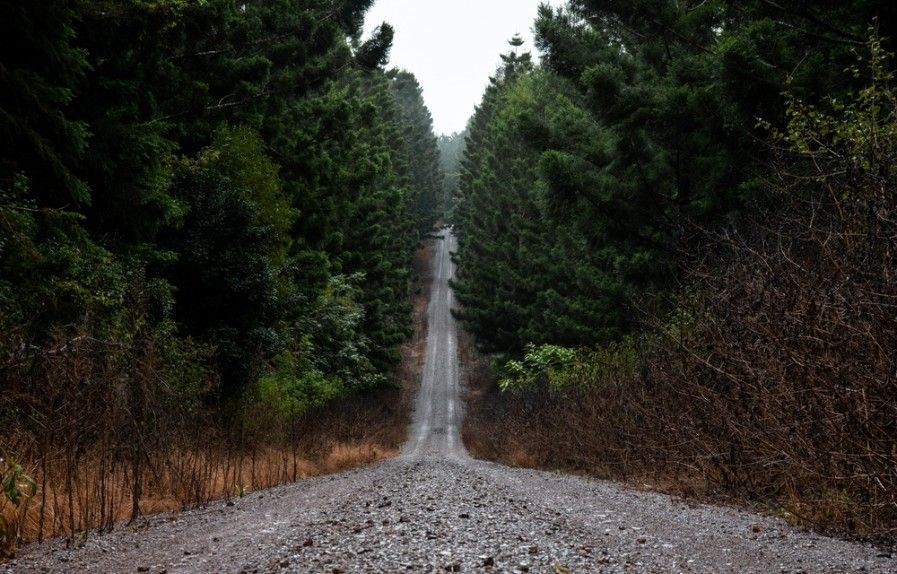 A Dirt Road Going Through A Forest With Trees On Both Sides — Kingaroy Crane Trucks & Equipment Hire In Yarraman, QLD