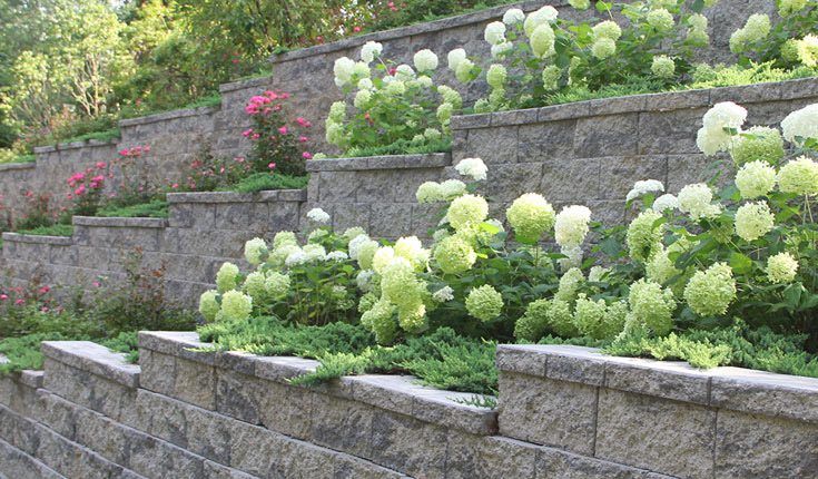 Terraced stone garden beds with blooming white hydrangeas and greenery on a hillside