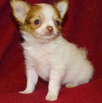 Red spotted on white chihuahua from JnJPugsNPaps